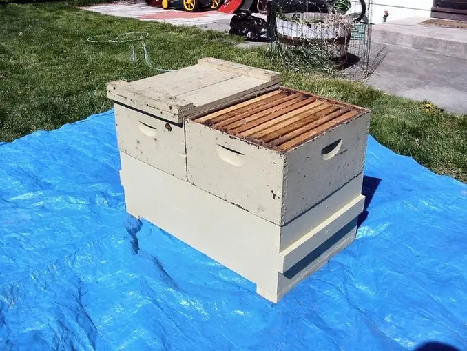 The Two-Box Combo Hive