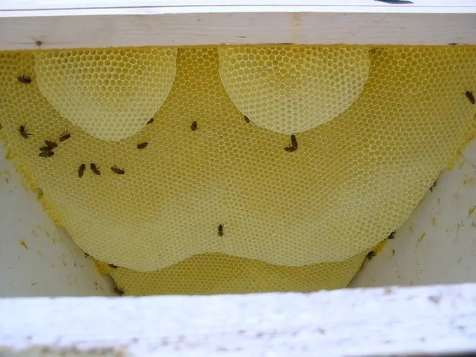 honey storage area comg