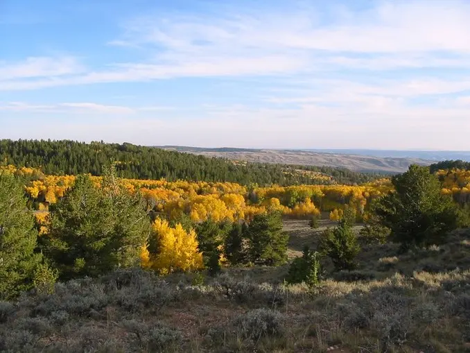 fall aspens