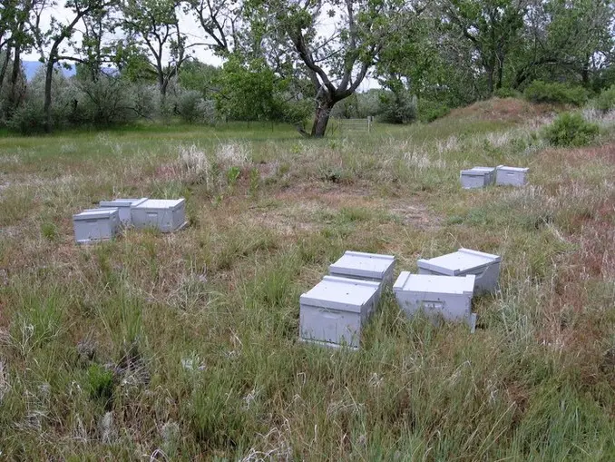 flood water near beehives