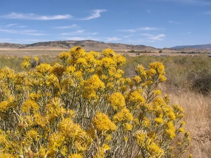 Wyoming Pollen Diaries
