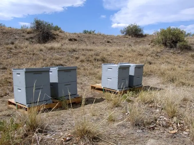 Year 5 June - Buzzing with Four Hives 🖊️