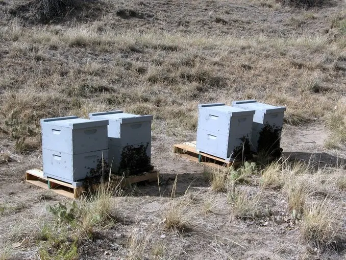 august package bee hives