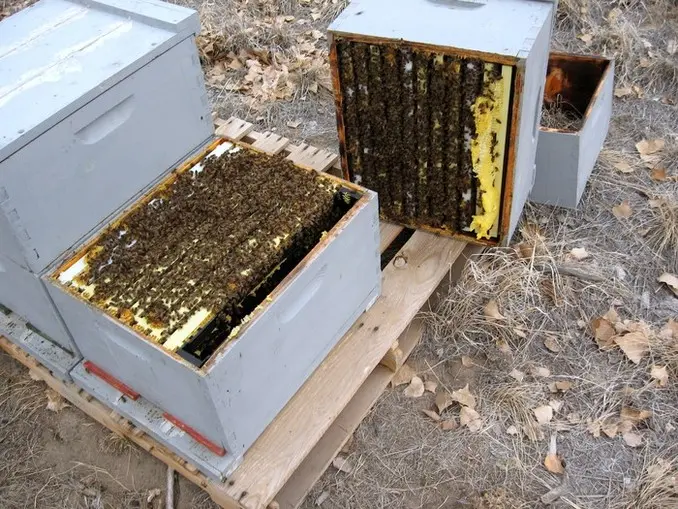 light weight hive cluster