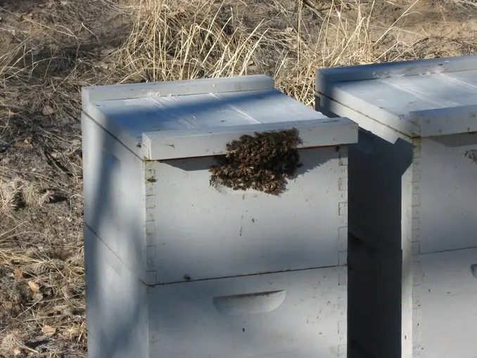 bees at upper entrance