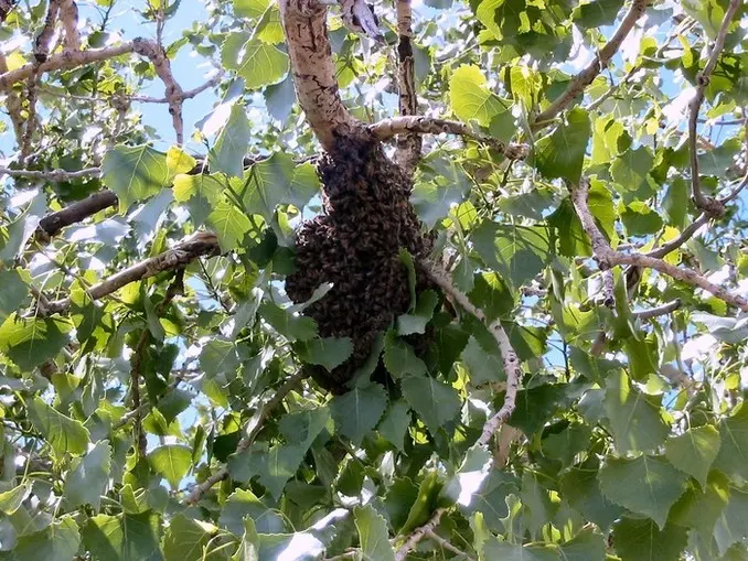 Unveiling the Growth Journey of Bee Colonies 🐝