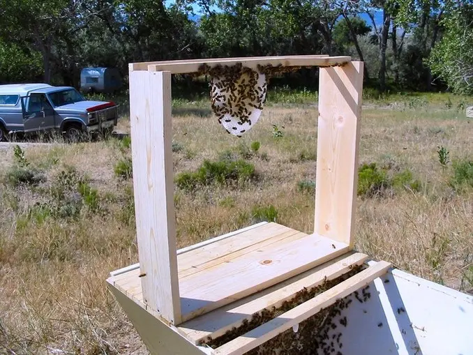 Beekeeping Essentials - Must-Have Accessories for Your Top Bar Hive