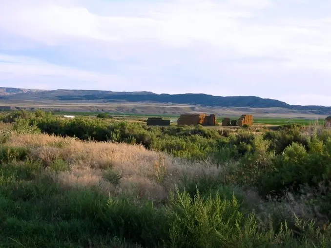 wy alfalfa fields