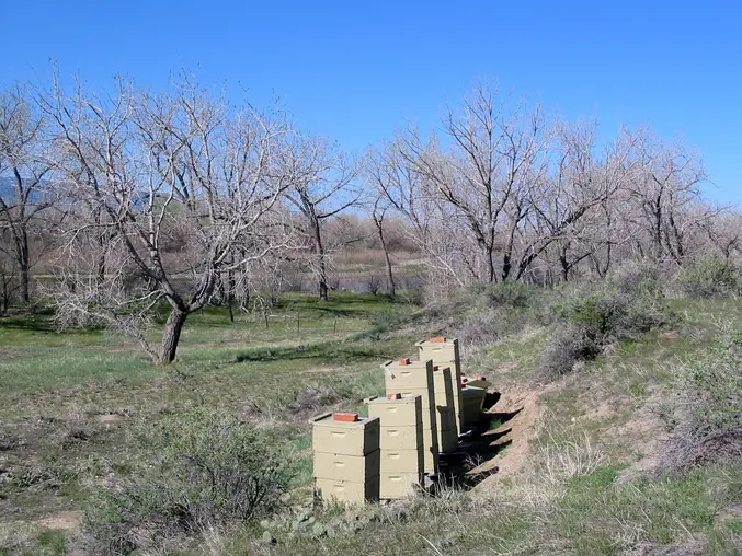 checkerb boarded spring hives