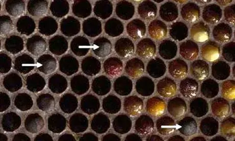 Delving into Bee Behavior - The Mystery of Cell Entombment