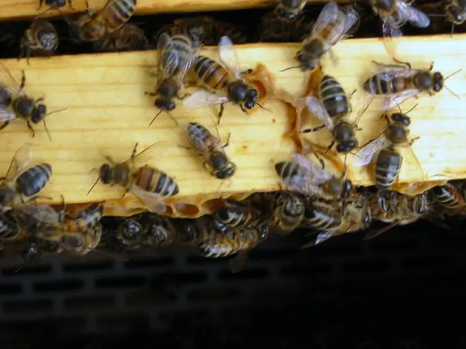 Unveiling the Wonders of Seasonal Bee Sizes