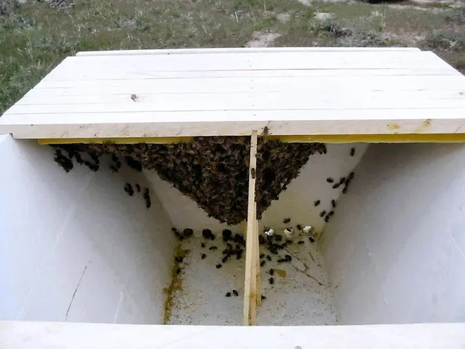 swarm in a top bar hive