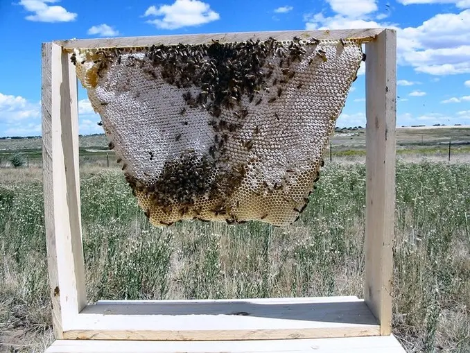 Sweet Success in Beekeeping