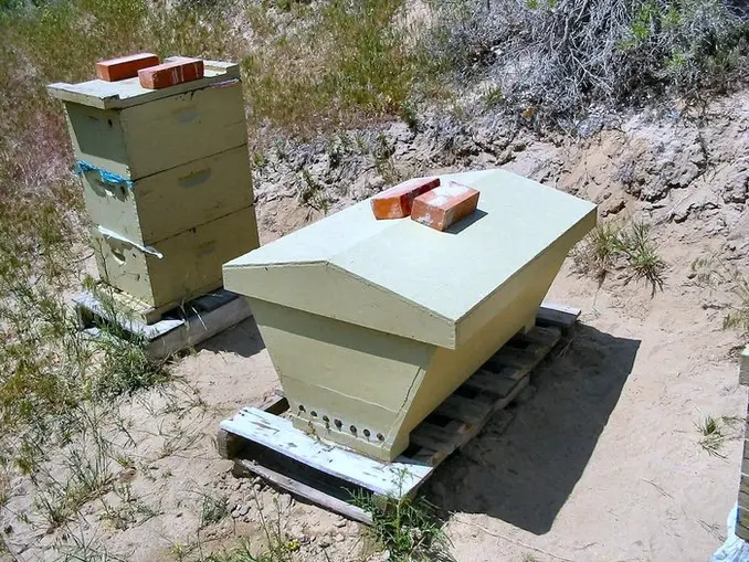 Beekeeping Unleashed