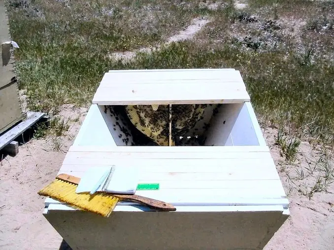 bars removed from top bar hive