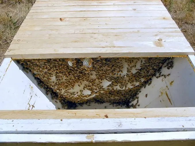 week 11 top bar hive comb