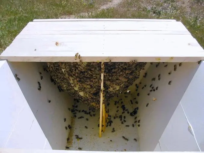 week 2 top bar hive comb