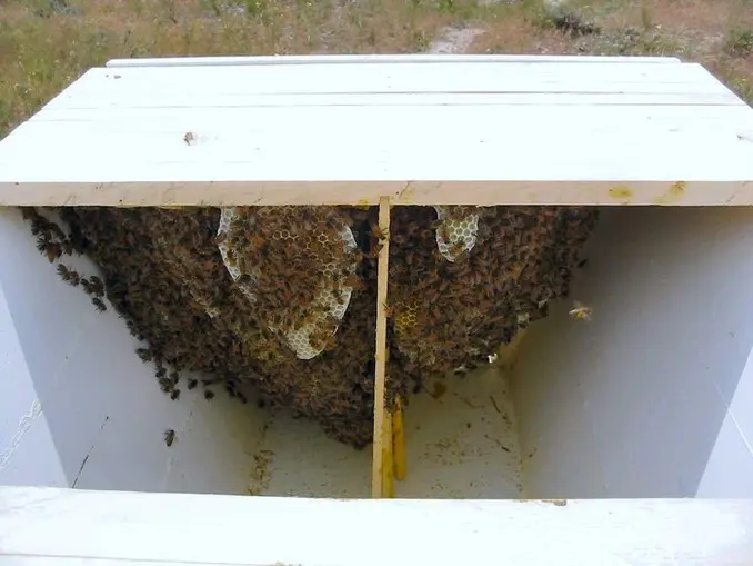 week 3 top bar hive comb