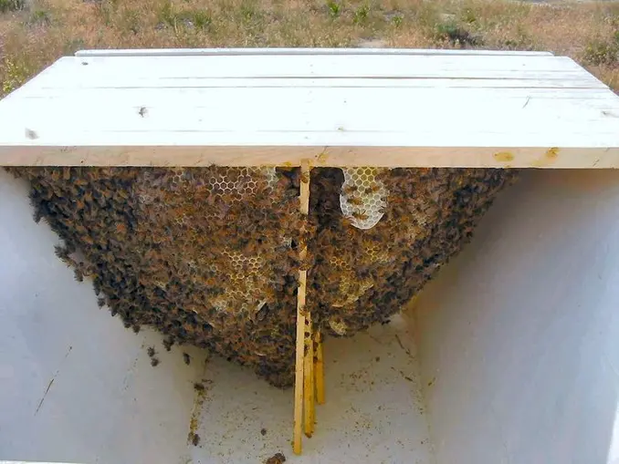 week 4 top bar hive comb