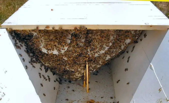 week 7 top bar hive comb