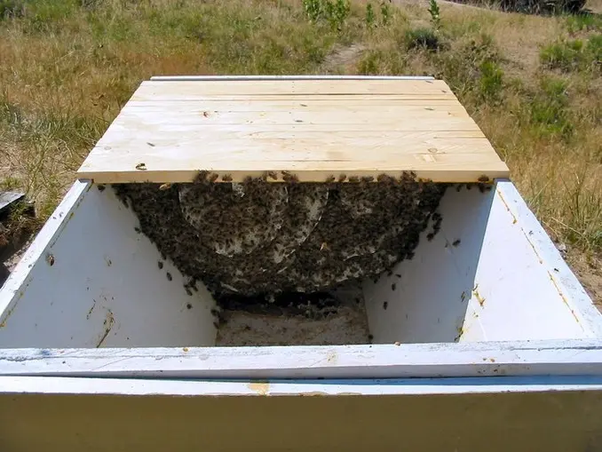 week 9 top bar hive comb