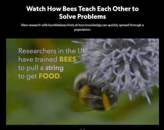 Bee Wisdom - Learning from the Buzzing Teachers