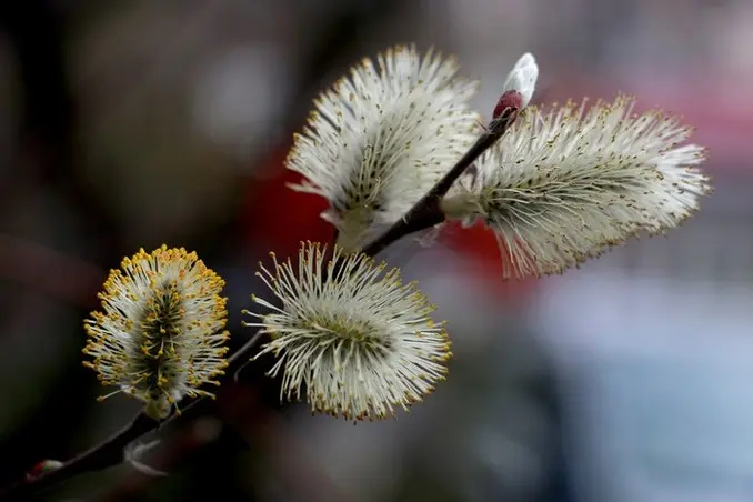 Embracing the Blossoms - A Beekeeper's Spring Symphony